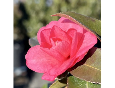 Camellia sasanqua – Kamelie %separator% %category%