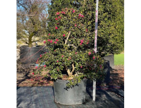 Camellia sasanqua - Camellia %separator% %category%