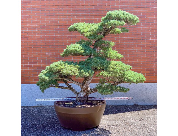 Pinus pentaphylla %separator% %category% 2
