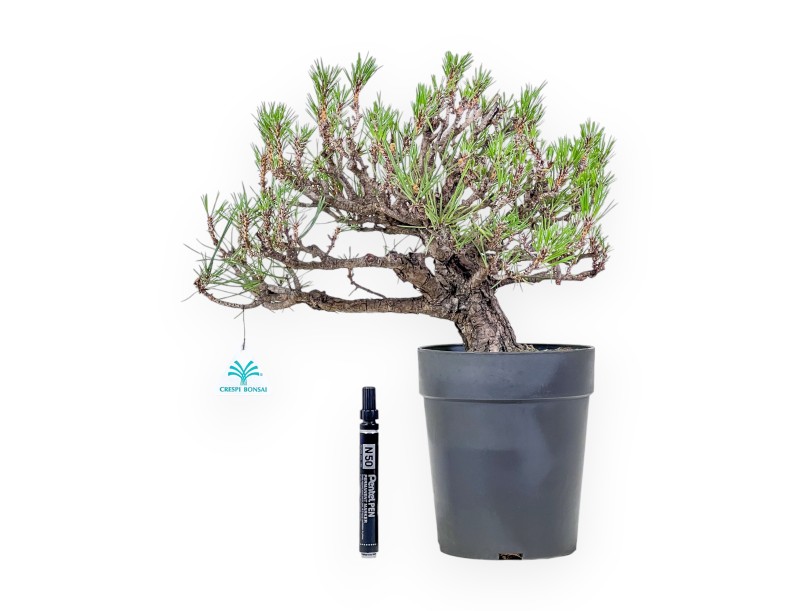Bonsai aus Pinus thunbergii – Schwarzkiefer %separator% %category%