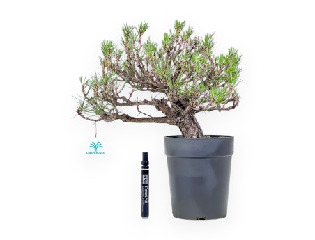 Bonsai aus Pinus thunbergii – Schwarzkiefer %separator% %category%