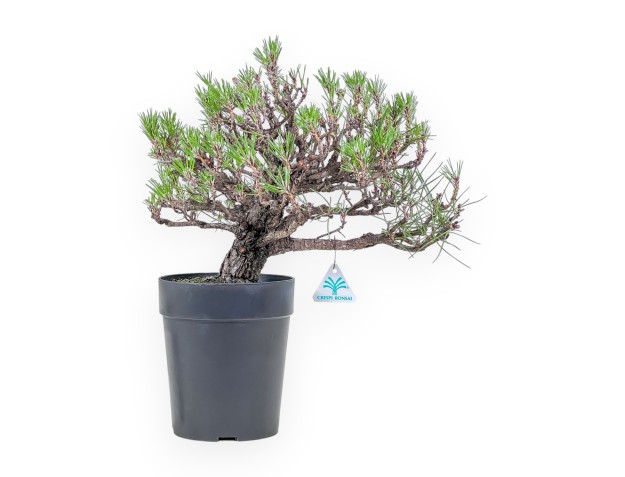 Bonsai di Pinus thunbergii - Pino nero %separator% %category%