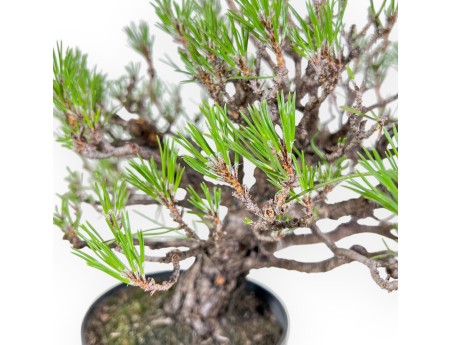 Pinus thunbergii bonsai – Black pine %separator% %category%