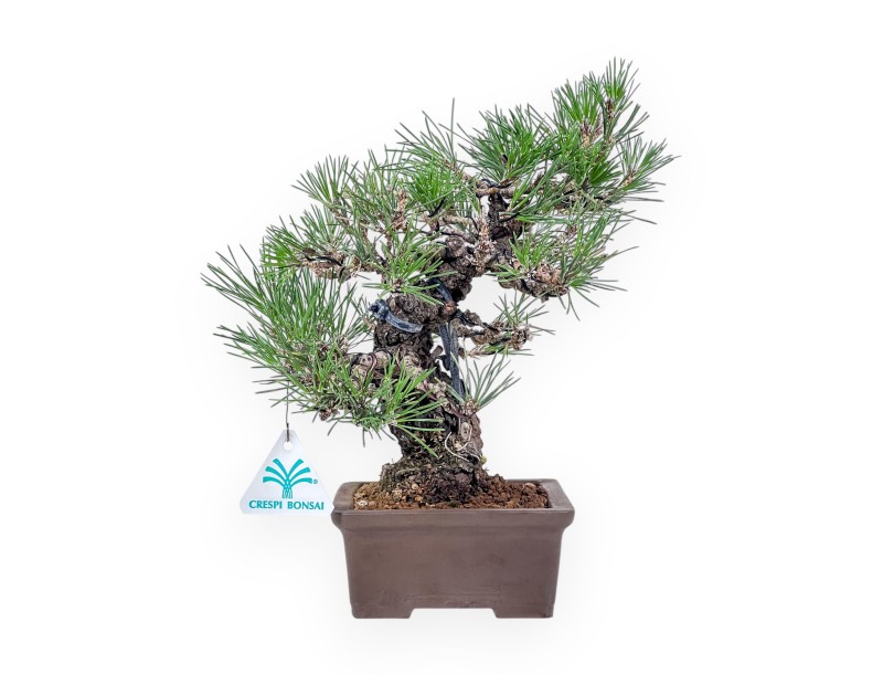Pinus thunbergii bonsai – Black pine %separator% %category%
