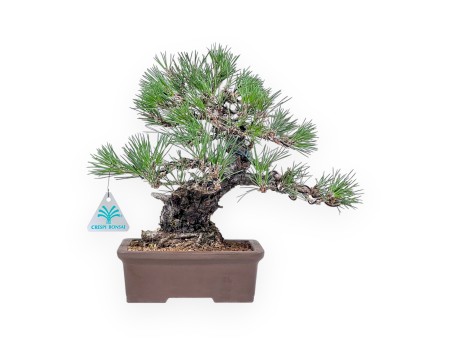 Bonsai van Pinus thunbergii - Zwarte den %separator% %category%