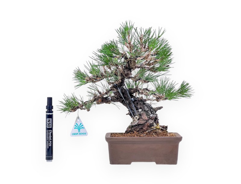 Bonsái de Pinus thunbergii - Pino negro %separator% %category%