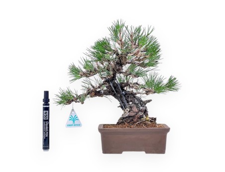 Bonsai aus Pinus thunbergii – Schwarzkiefer %separator% %category%