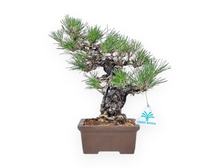 Bonsai van Pinus thunbergii - Zwarte den %separator% %category%