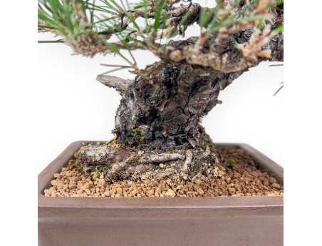 Bonsái de Pinus thunbergii - Pino negro %separator% %category%