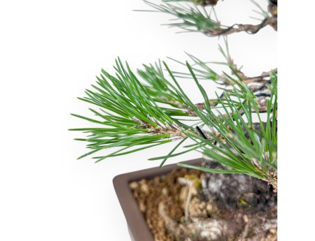 Bonsái de Pinus thunbergii - Pino negro %separator% %category%