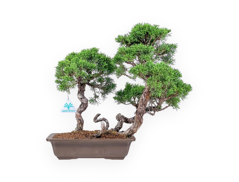 Bonsai di Juniperus chinensis - Ginepro %separator% %category%
