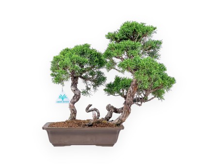 Bonsaï de Juniperus chinensis - Genévrier %separator% %category%