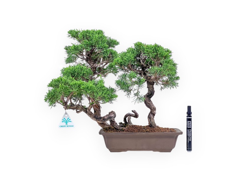 Bonsai aus Juniperus chinensis – Wacholder %separator% %category%