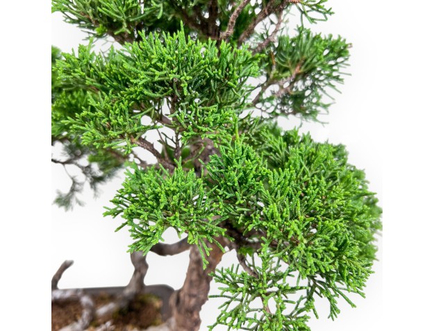 Bonsái de Juniperus chinensis - Enebro %separator% %category% 2