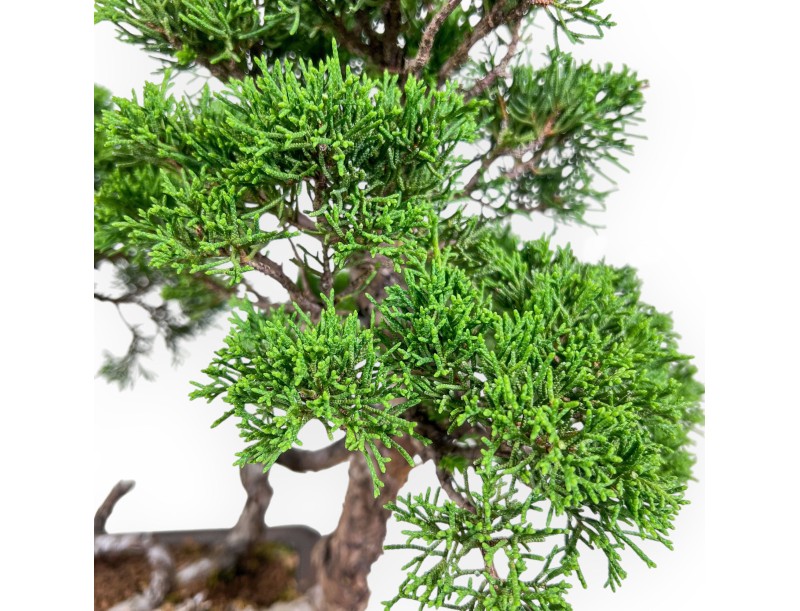 Bonsai di Juniperus chinensis - Ginepro %separator% %category%