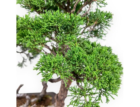 Bonsai aus Juniperus chinensis – Wacholder %separator% %category%