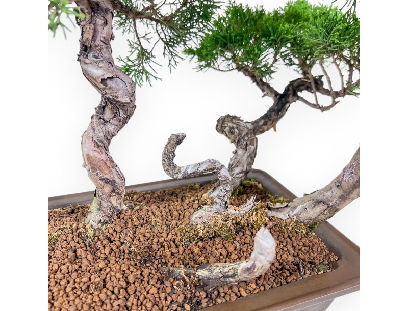 Bonsái de Juniperus chinensis - Enebro %separator% %category%