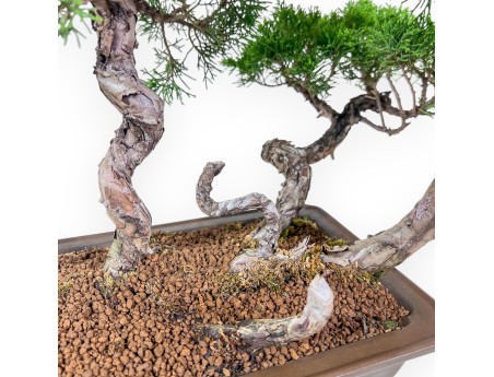 Bonsaï de Juniperus chinensis - Genévrier %separator% %category%