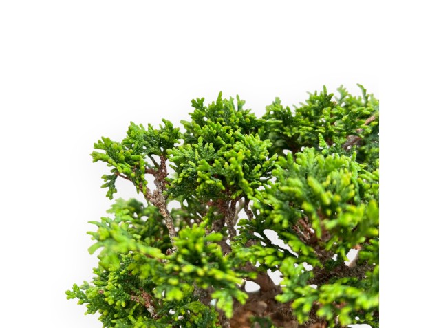 Chamaecyparis obtusa bonsai %separator% %category% 2