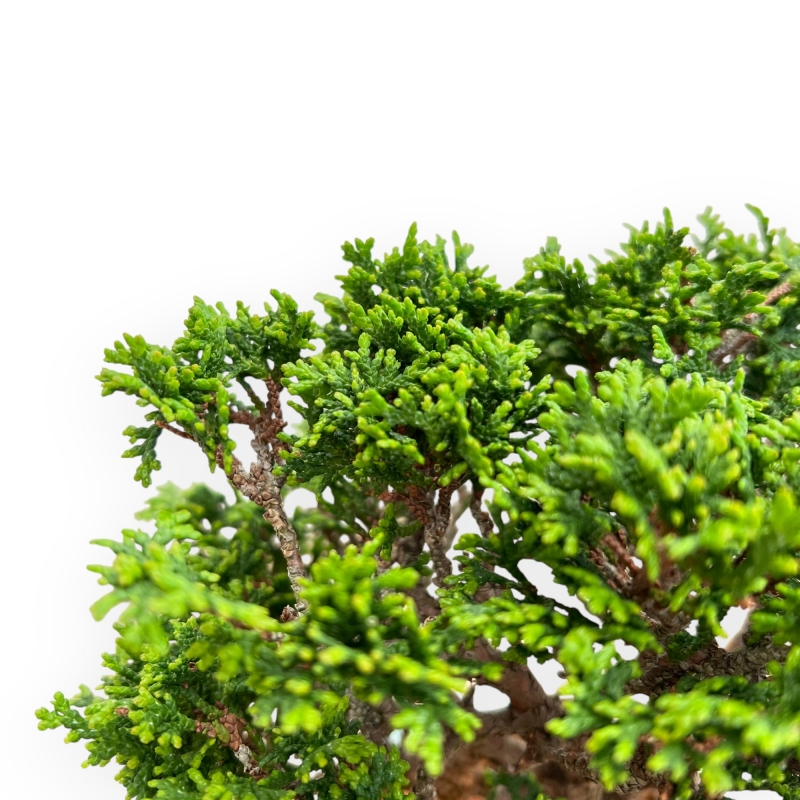 Chamaecyparis obtusa bonsai %separator% %category%