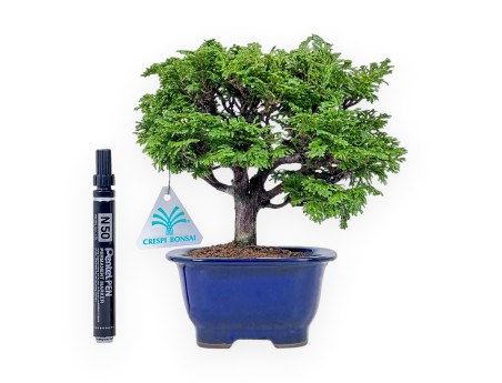 Bonsai van Chamaecyparis obtusa %separator% %category%