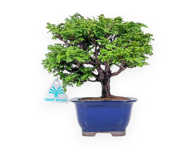 Bonsai van Chamaecyparis obtusa %separator% %category%