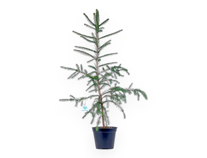 Teeltplan voor Picea abies %separator% %category%