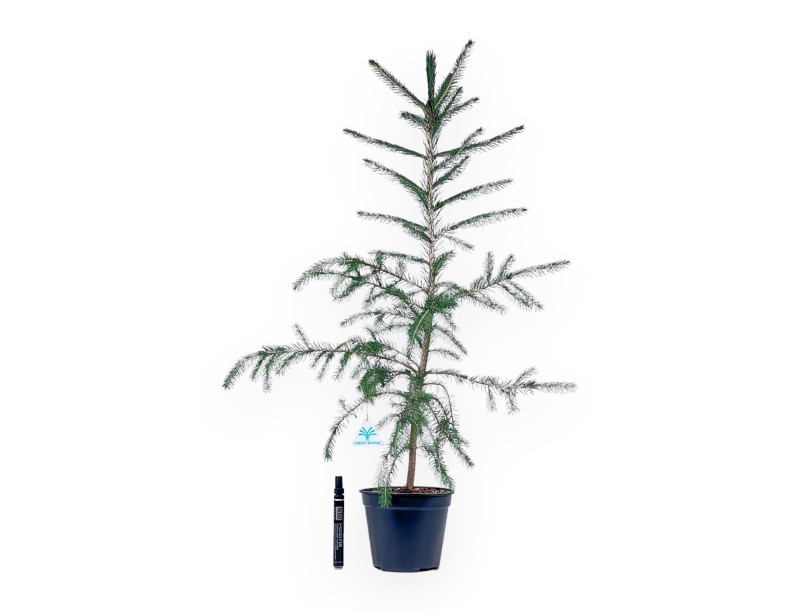 Teeltplan voor Picea abies %separator% %category%