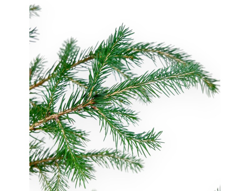 Teeltplan voor Picea abies %separator% %category%