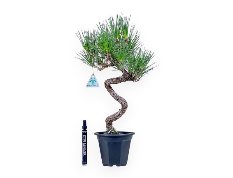 Bonsái de Pinus thunbergii - Pino negro %separator% %category%
