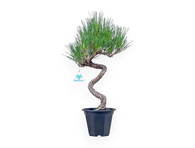 Bonsai aus Pinus thunbergii – Schwarzkiefer %separator% %category%