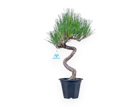 Bonsai van Pinus thunbergii - Zwarte den %separator% %category%