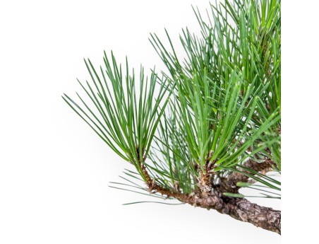 Pinus thunbergii bonsai – Black pine %separator% %category%