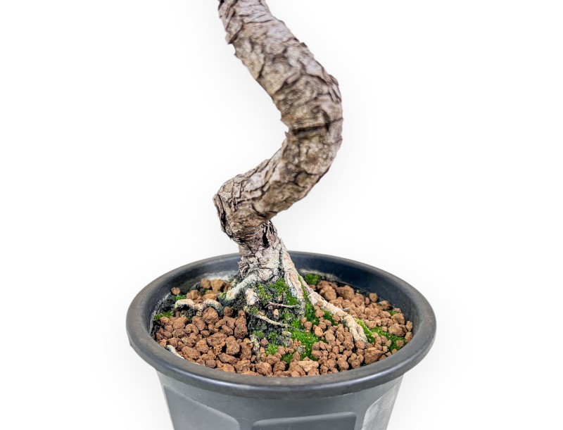 Bonsái de Pinus thunbergii - Pino negro %separator% %category%