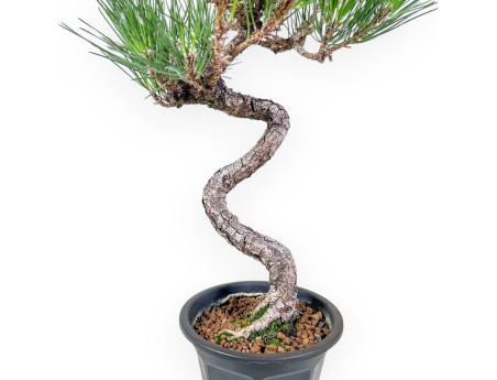 Bonsaï de Pinus thunbergii - Pin noir %separator% %category%