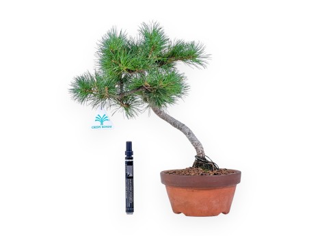 Pinus Pentaphylla-Bonsai %separator% %category%