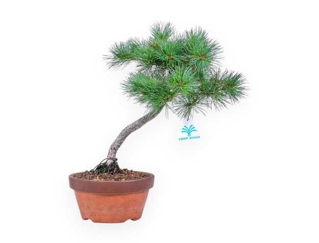 Pinus Pentaphylla-Bonsai %separator% %category%