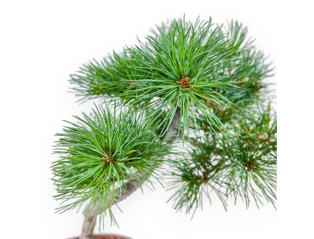 Bonsai di Pinus Pentaphylla %separator% %category% 2