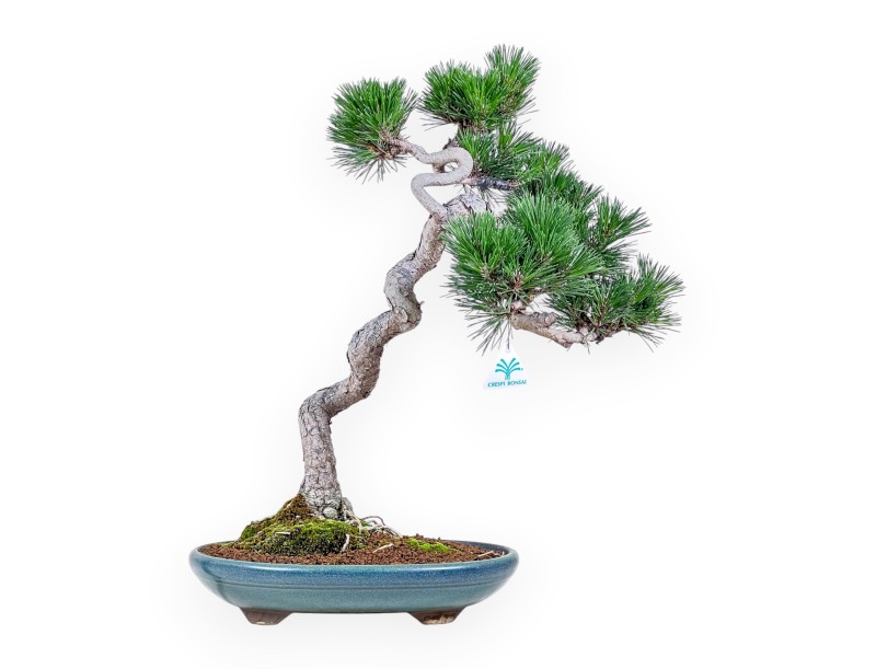 Pinus thunbergii Senjomaru bonsai %separator% %category%