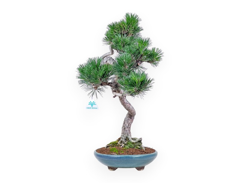 Bonsaï de Pinus thunbergii senjomaru %separator% %category%