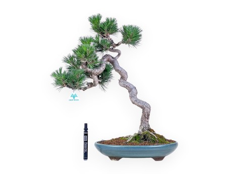 Bonsái de Pinus thunbergii senjomaru %separator% %category%