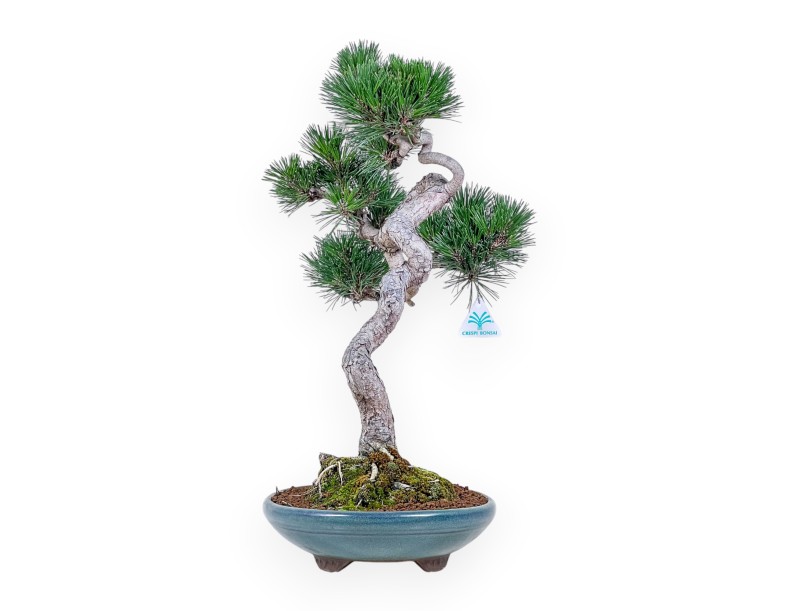 Bonsaï de Pinus thunbergii senjomaru %separator% %category%