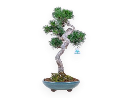 Bonsaï de Pinus thunbergii senjomaru %separator% %category%