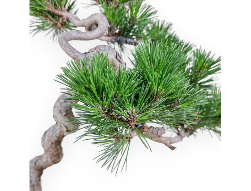 Pinus thunbergii senjomaru-bonsai %separator% %category%