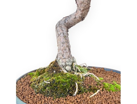 Pinus thunbergii senjomaru-bonsai %separator% %category%
