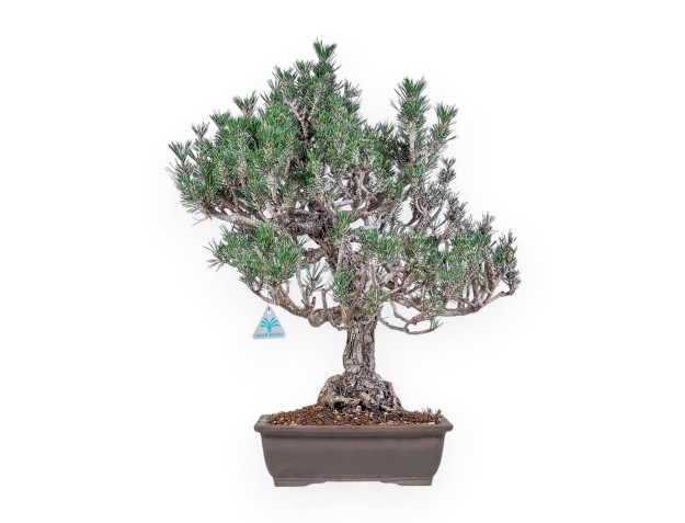 Bonsai di Pinus thunbergii kotobuki %separator% %category%