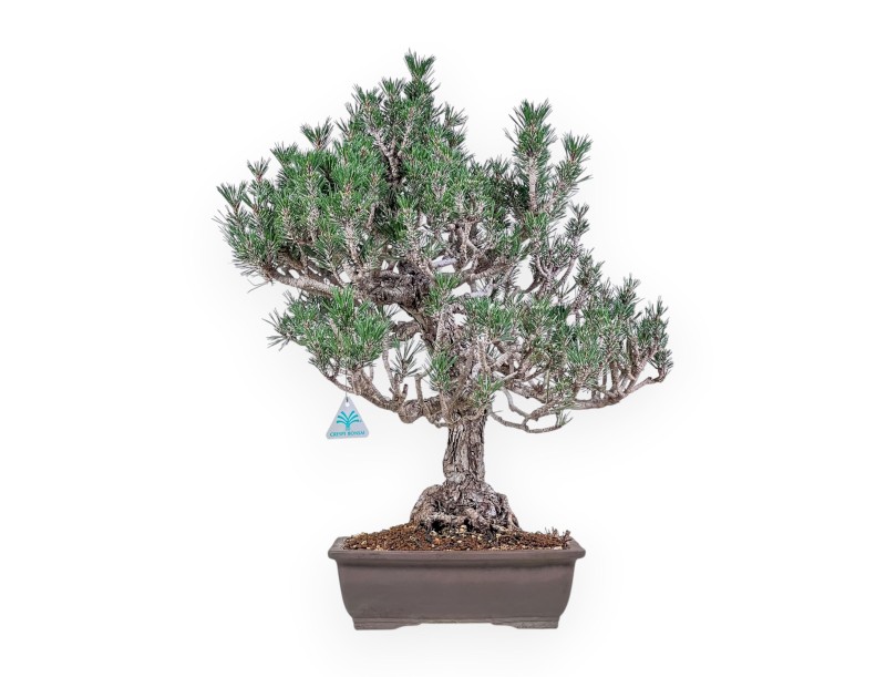 Pinus thunbergii ‘Kotobuki’ bonsai %separator% %category%