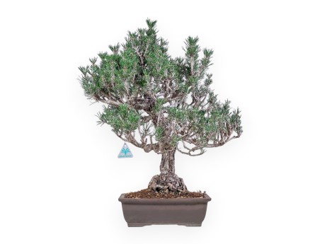 Bonsái de Pinus thunbergii kotobuki %separator% %category%