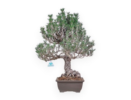 Bonsái de Pinus thunbergii kotobuki %separator% %category%