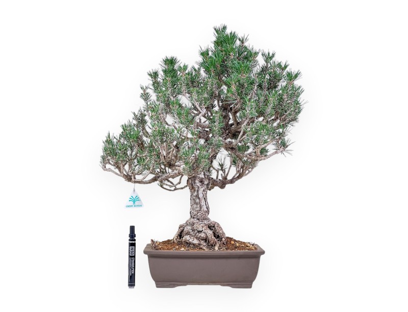 Pinus thunbergii ‘Kotobuki’ bonsai %separator% %category%
